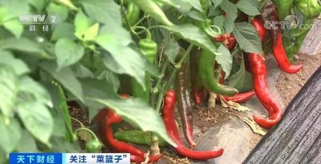北京螺丝椒价格最新行情（北京螺丝椒价格波动较为平稳）
