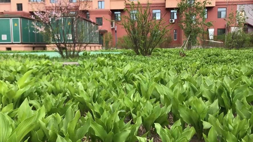 坤德花园怎么样(坤德花园怎么样?) 钢结构跳台施工 第1张 坤德花园怎么样(坤德花园怎么样?) 钢结构跳台施工 第1张