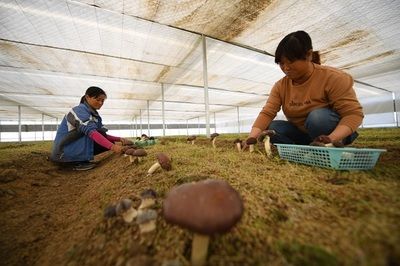 政府屋顶光伏有偿使用实施方案(政府屋顶光伏有偿使用实施方案是一种新型的能源管理模式) 结构框架设计 第4张 政府屋顶光伏有偿使用实施方案(政府屋顶光伏有偿使用实施方案是一种新型的能源管理模式) 结构框架设计 第4张